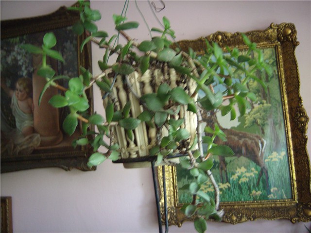 puzavac